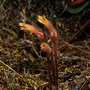 Orobanche fasciculata, East fork of Summit Canyon, West Anacapa Island
