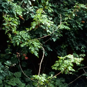 Mahonia pinnata insularis, Summit Canyon, West Anacapa Island