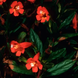 Diplacus parviflorus, upper East fork of Summit Canyon, West Anacapa Island