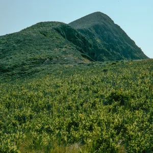 Grindelia, upper terrace, West of Summit Peak, West Anacapa Island
