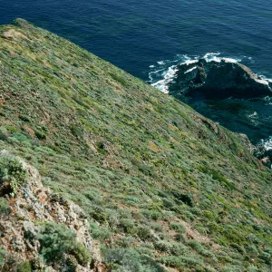 onshore slopes, Camel Peak, West Anacapa Island