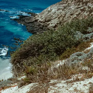 Rhus integrifolia on beach bluff, above Tyler Bight, only 3 plants left. San Miguel Island