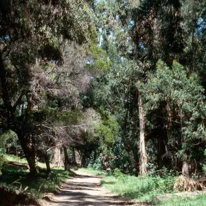 Eucalyptus grove, CaÃ±ada Del Puerto, Santa Cruz Island