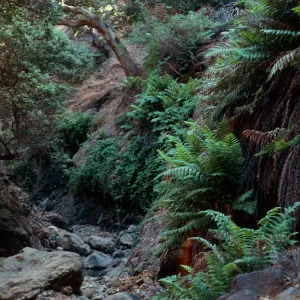 Woodwardia, canyon South of Cueva Valdez, Santa Cruz Island