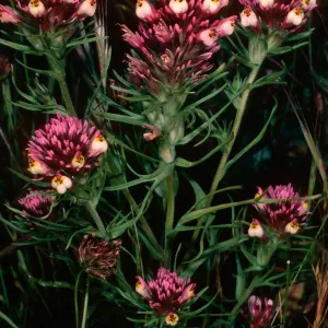 Orthocarpus, East of Pelican Bay, Santa Cruz Island