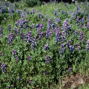 Lupinus succulentus, SC-1229, South Ridge Road, Santa Cruz Island