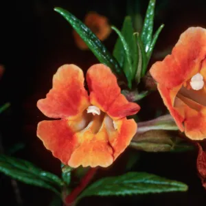 Mimulus longiflorus x flemingii, upper Islay Canyon, Santa Cruz Island