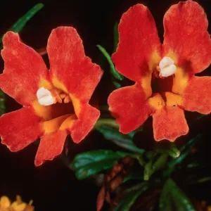Mimulus longiflorus x flemingii, upper Islay Canyon, Santa Cruz Island