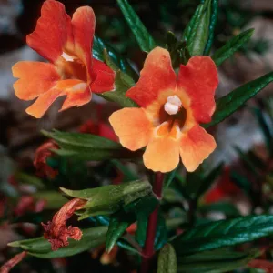 Mimulus flemingii x longiflorus, CaÃ±ada Larga, Santa Cruz Island