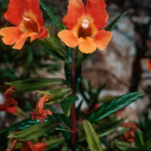 Mimulus flemingii x longiflorus, CaÃ±ada Larva, Santa Cruz Island