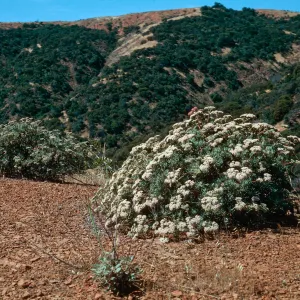 Eriogonum arborescens, Islay Canyon Road, Santa Cruz Island