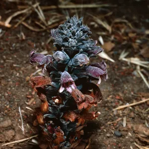 Orobanche bulbosa, collected in Christy Pines, Santa Cruz Island