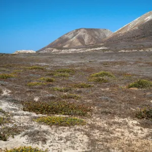 Haplopappus venetus, flats, North of Near Point, Santa Cruz Island