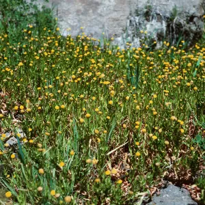 Cotula coronopifolia, Fraser Point Road, Santa Cruz Island