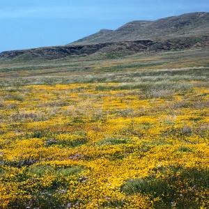 Lasthenia, Fraser Point, Santa Cruz Island