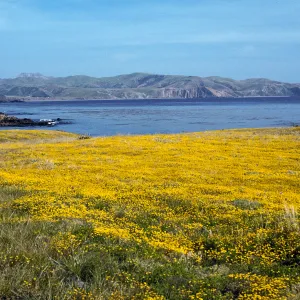 Lasthenia, East of Fraser Point, Santa Cruz Island
