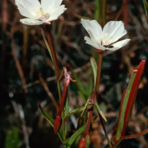 Clarkia epilobioides, upper Sauces Canyon, Santa Cruz Island
