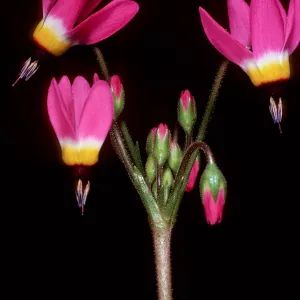 Dodecatheon, just West of field station, Central Valley, Santa Cruz Island