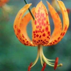 Lilium humboldtii, Central Valley, just West of U. C. Field Station, Santa Cruz Island