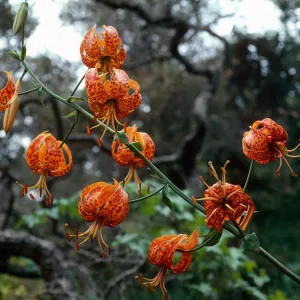 Lilium humboldtii, Central Valley, just West of U. C. Field Station, Santa Cruz Island