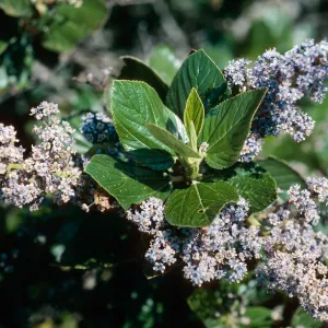 Ceanothus arboreus, South ridge, Santa Cruz Island