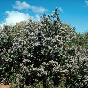 Ceanothus arboreus, South ridge, Santa Cruz Island