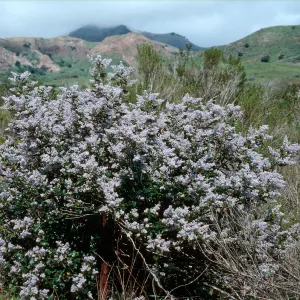 Ceanothus arboreus, CaÃ±ada de la Portezuela, Santa Cruz Island