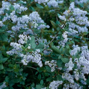Ceanothus arboreus, Christy Pines, Centinela Connection Road Santa Cruz Island