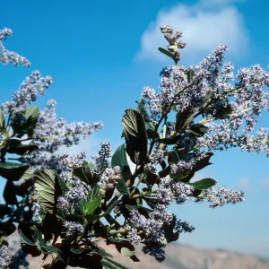 Ceanothus arboreus, South ridge, Santa Cruz Island