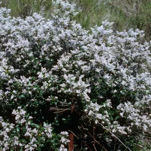 Ceanothus arboreus, South ridge, Santa Cruz Island