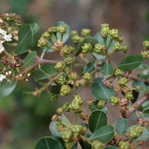 Ceanothus megacarpus insularis, CaÃ±ada Del Puerto, Santa Cruz Island
