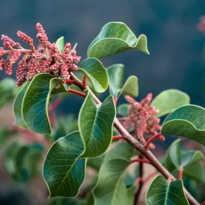Rhus ovata, Islay Canyon, Santa Cruz Island