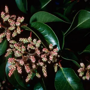 Rhus ovata, CaÃ±ada Del Medio, Santa Cruz Island