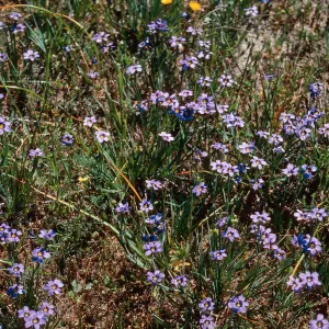 Sisyrinchium bellum, Sauces Canyon, Santa Cruz Island