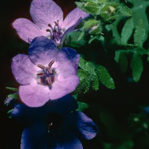 Pholistoma auritum, Prisoners Harbor, Santa Cruz Island