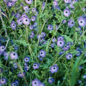 Pholistoma auritum, China Pines, Santa Cruz Island
