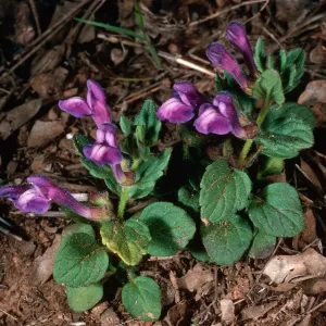 Scutellaria tuberosa, Santa Cruz Island