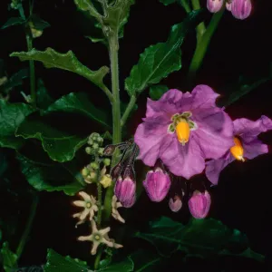 Solanum clokeyi, Marah, just West of field station, Santa Cruz Island