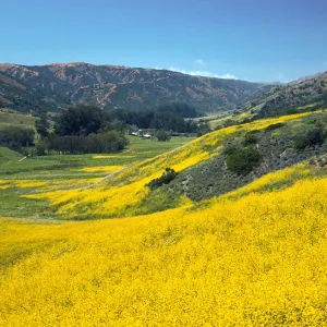 Brassica nigra, East of Stanton Ranch, Santa Cruz Island