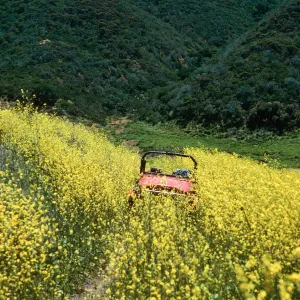 Brassica nigra, road to Valley Peak, Santa Cruz Island