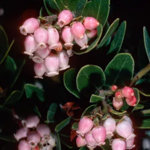 Arctostaphylos viridissima, Los PiÃ±os Del Sur, Santa Cruz Island