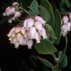 Arctostaphylos viridissima, East Pines, Santa Cruz Island