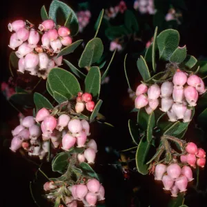Arctostaphylos viridissima, Los PiÃ±os Del Sur, Santa Cruz Island