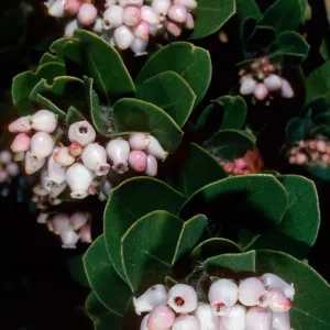 Arctostaphylos viridissima, Los PiÃ±os Del Sur, Santa Cruz Island