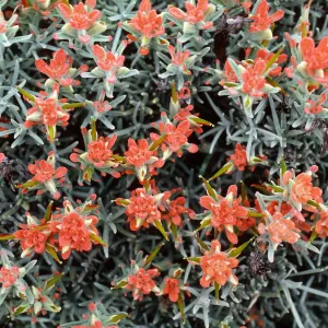 Castilleja hololeuca, East of Valley Anchorage, Santa Cruz Island