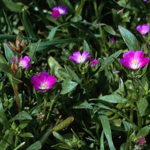 Calandrinia ciliata, Sierra Blanca Ridge, Santa Cruz Island