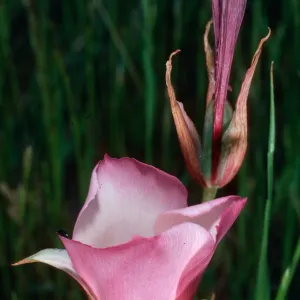 Calochortus catalinae, road to west end, Santa Cruz Island