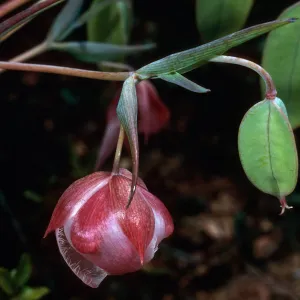 Calochortus albus, South Ridge Road near Laguna Canyon, Santa Cruz Island
