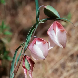 Calochortus albus, just east of Campo Raton, Christy Pines, Santa Cruz Island