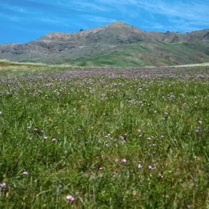 Dichelostemma, road to Fraser Point, Santa Cruz Island